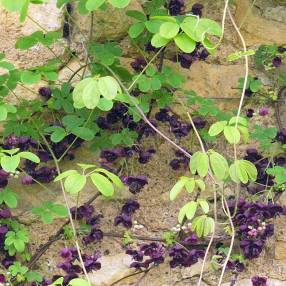 Akebia quinata - Akébie à cinq feuilles