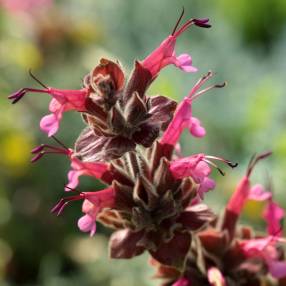 Salvia spathacea - Sauge colobri