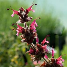 Salvia spathacea - Sauge colobri