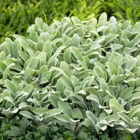 Stachys byzantina 'Tiny Ears', Epiaire laineux à petites feuilles