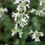 Nepeta x faassenii 'Alba' - Herbe à chat à fleurs blanches
