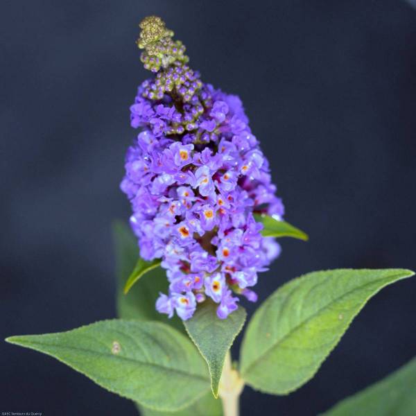 Buddleja 'Petit Bleu' - Arbre aux papillons compact Buddleja 'Petit Bleu' - Arbre aux papillons compact