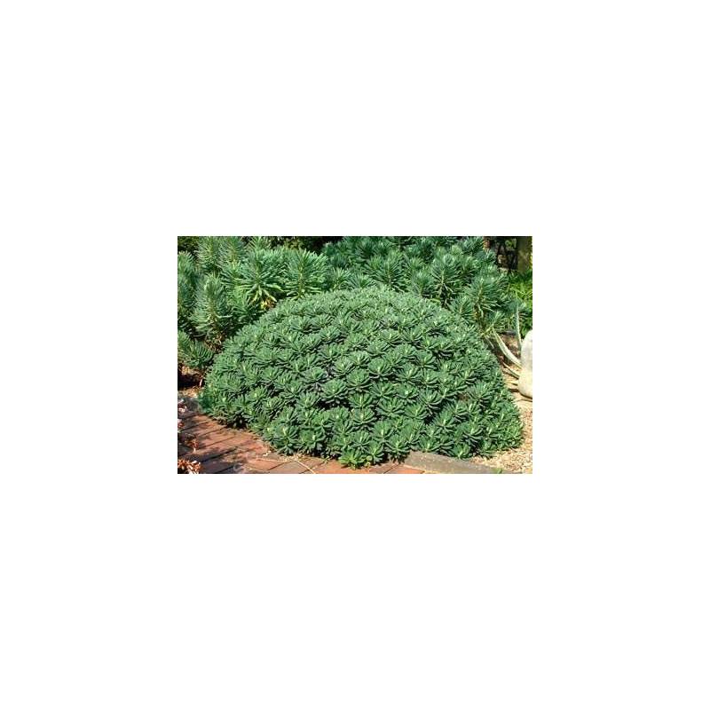 Euphorbia characias 'Portuguese Velvet' - Euphorbe