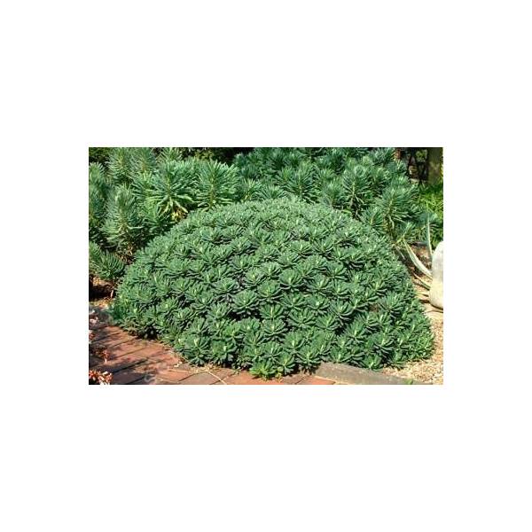 Euphorbia characias 'Portuguese Velvet', Euphorbe