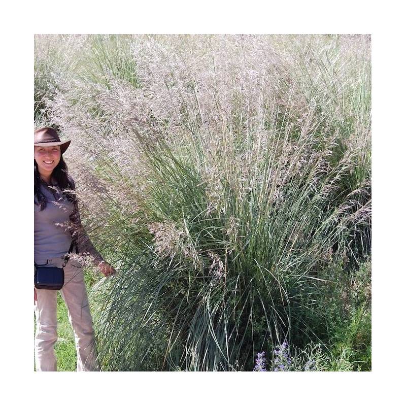 Achnatherum splendens syn. Stipa splendens