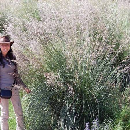 Achnatherum splendens syn. Stipa splendens