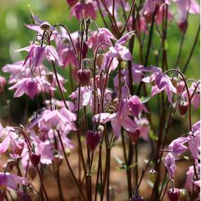 Aquilegia vulgaris 'Heidi' - Ancolie commune rose