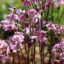 Aquilegia vulgaris 'Heidi' - Ancolie commune rose