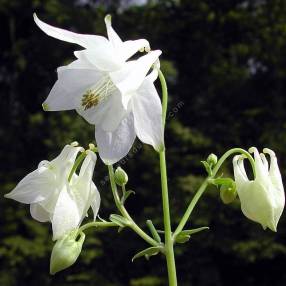 Ancolie commune à fleur blanche - Aquilegia vulgaris 'Alba'