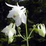 Aquilegia vulgaris 'Alba' - Ancolie commune blanche