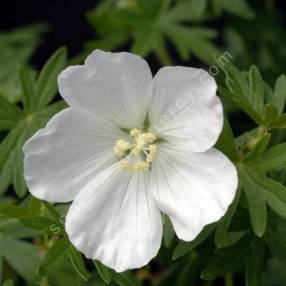 Geranium sanguineum 'Album' - Géranium sanguin à fleur blanche