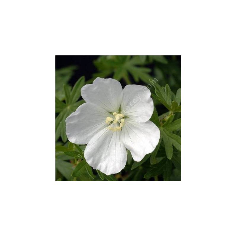 Geranium sanguineum 'Album' - Géranium sanguin à fleur blanche