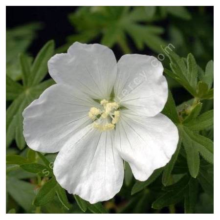 Geranium sanguineum 'Album' - Géranium sanguin à fleur blanche