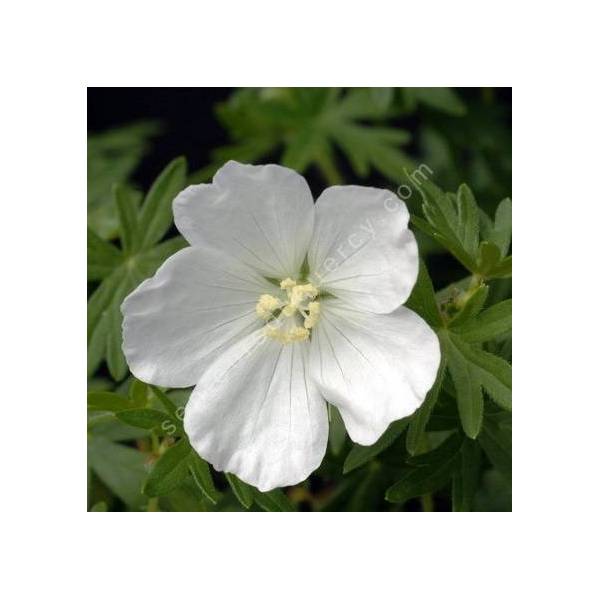 Geranium sanguineum 'Album' - Géranium sanguin à fleur blanche