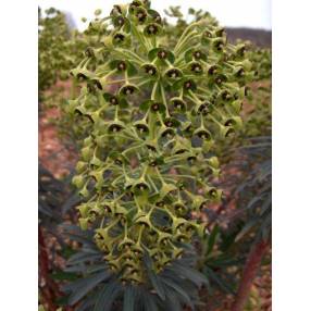 Euphorbia characias, Euphorbe des vallons