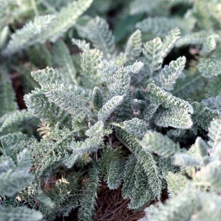 Achillea crithmifolia - Achillée