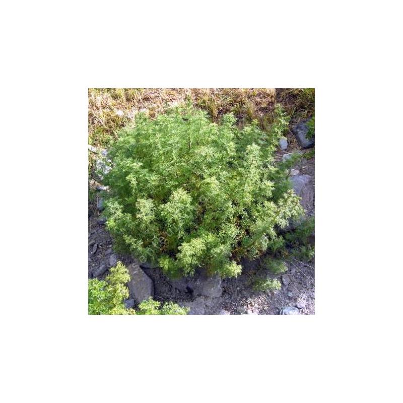 Artemisia chamaemelifolia - Armoise à feuille de camomille