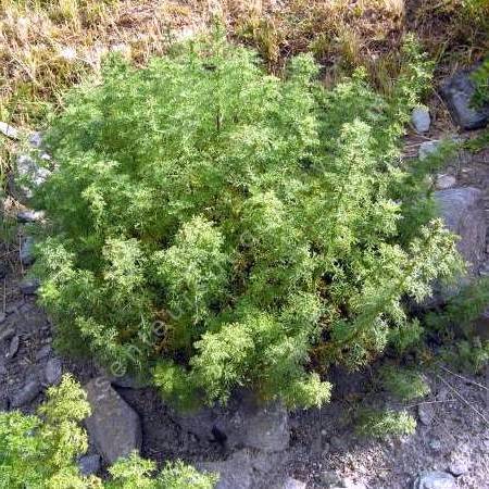 Artemisia chamaemelifolia - Armoise à feuille de camomille