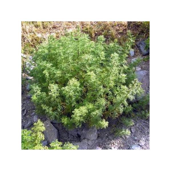 Artemisia chamaemelifolia - Armoise à feuille de camomille Artemisia chamaemelifolia - Armoise à feuille de camomille