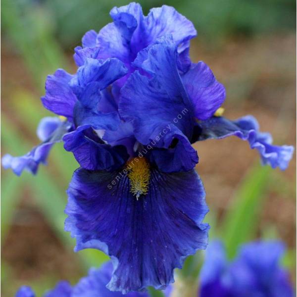 Iris 'Deep Dark Secret'