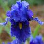 Iris 'Deep Dark Secret'