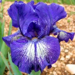 Iris 'Starwoman'