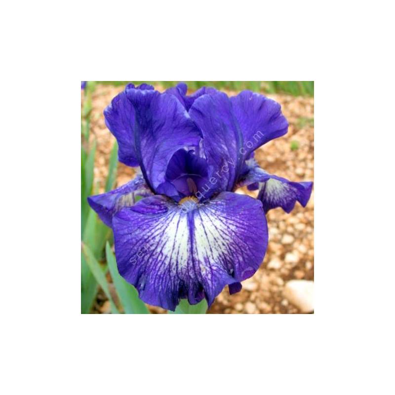 Iris 'Starwoman'
