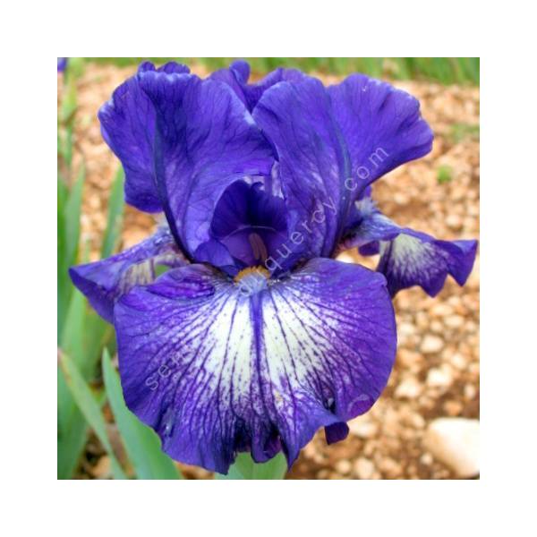 Iris 'Starwoman'