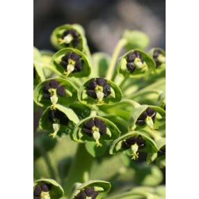 Euphorbia characias - Euphorbe des vallons