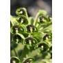 Euphorbia characias - Euphorbe des vallons