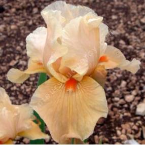 Iris 'Marmalade Skies'