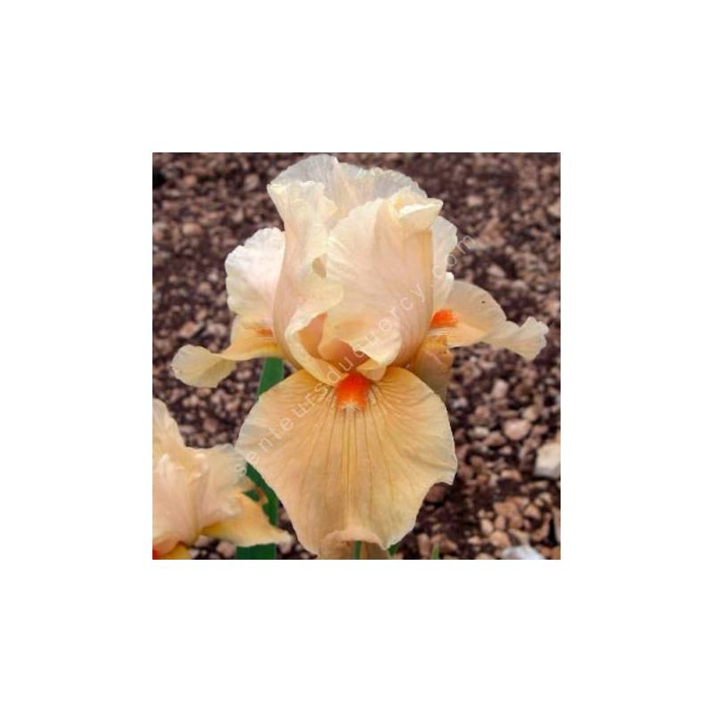 300 Iris de jardin en vente achat de bulbes et rhizomes à fleurs (2)