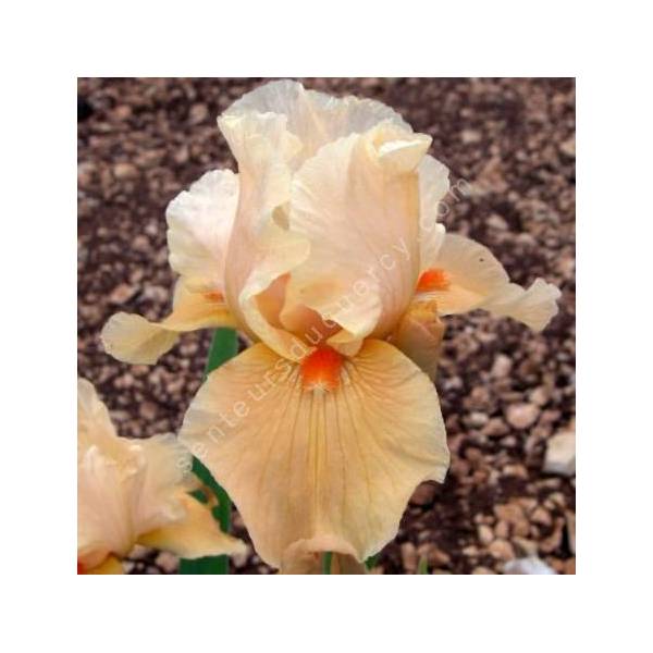 Iris 'Marmalade Skies' Iris 'Marmalade Skies'
