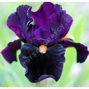 Iris 'Imperative'