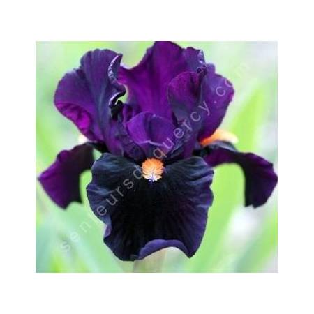 Iris 'Imperative'