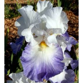 Iris 'Alizés'