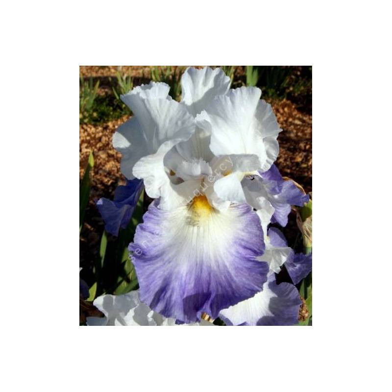 Iris 'Alizés'