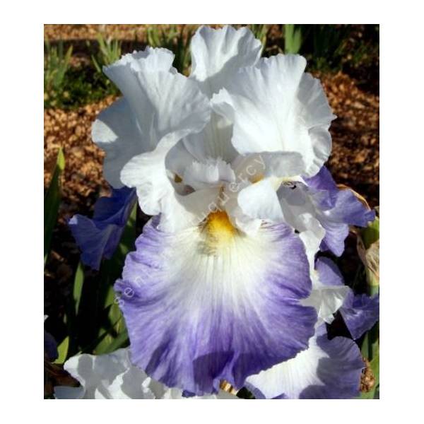 Iris 'Alizés' Iris 'Alizés'