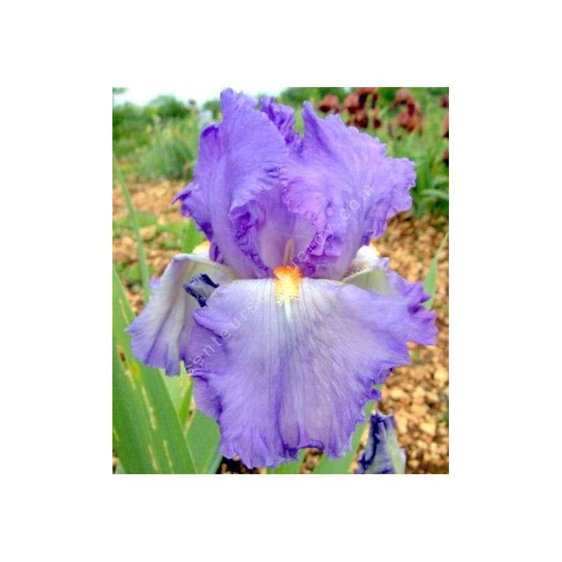 Grosse fleur d'iris Adriatico