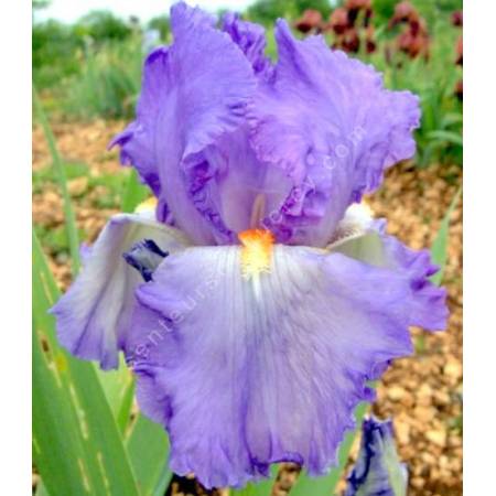 Grosse fleur d'iris Adriatico