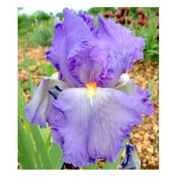 Grosse fleur d'iris Adriatico
