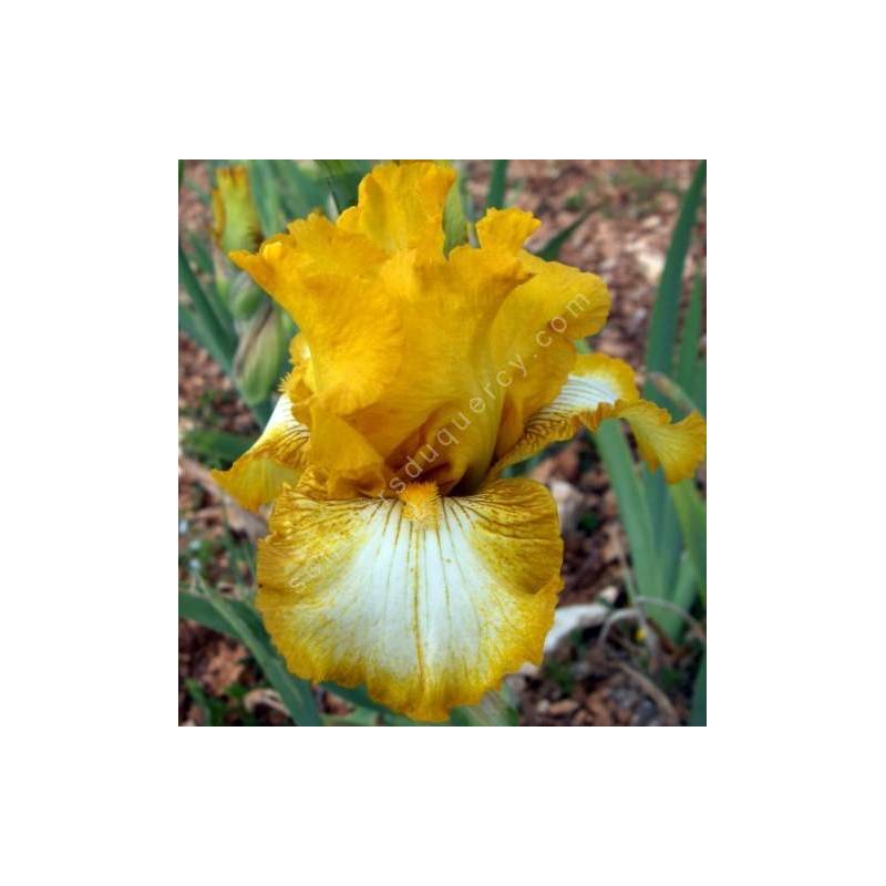 Iris 'Light Beam'