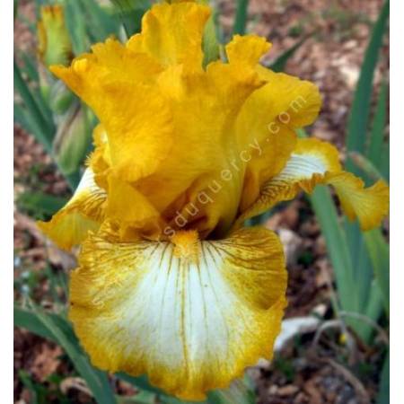 Iris 'Light Beam'