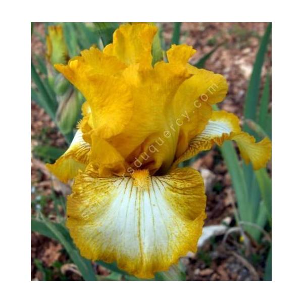 Iris 'Light Beam'