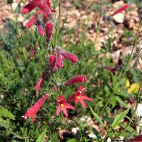 Penstemon pinifolius - Galane à feuilles de pin