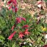 Penstemon pinifolius - Galane à feuilles de pin