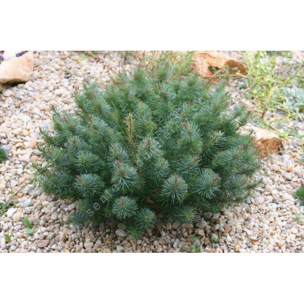 Euphorbe Petit Cyprès pourpre Euphorbia cyparissias 'Fens Ruby'