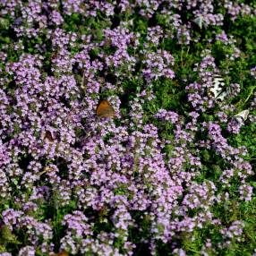 Thymus hirsutus - Thym couvre-sol