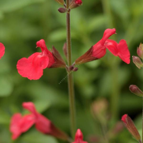 Fleur de Salvia 'Fire Dancer' - Sauge arbustive orange Fleur de Salvia 'Fire Dancer' - Sauge arbustive orange