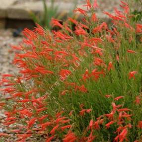 Penstemon pinifolius - Galane à feuilles de pin